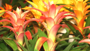 Bromelia Wallpapers HD