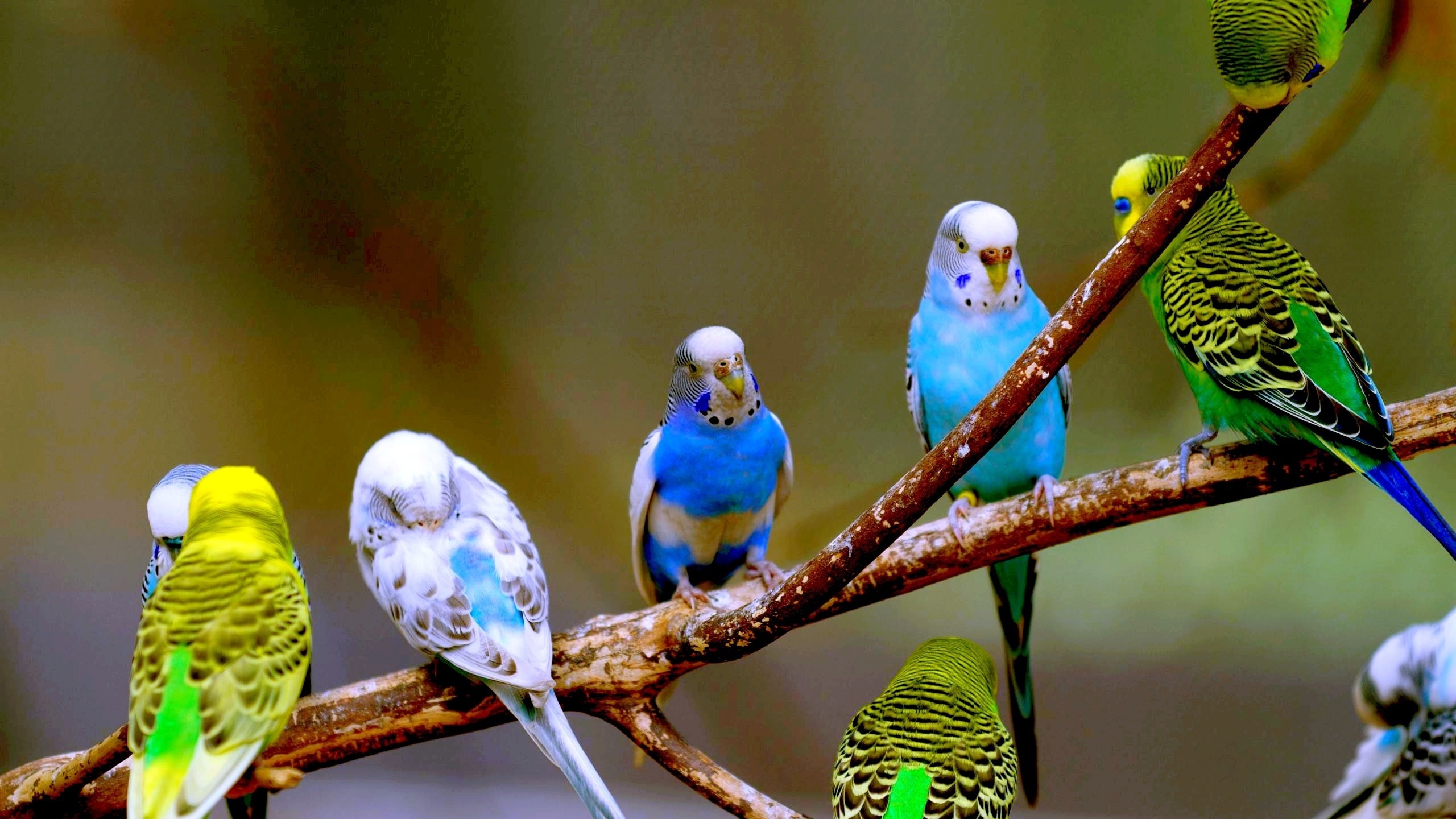 Budgie Images