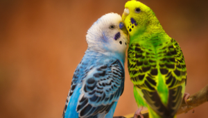 Budgie Pictures
