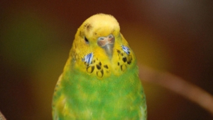 Budgie Wallpapers