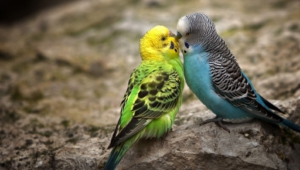 Budgie Wallpapers HD