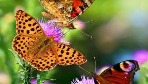 Butterfly High Definition Wallpapers