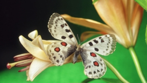 Butterfly High Quality Wallpapers