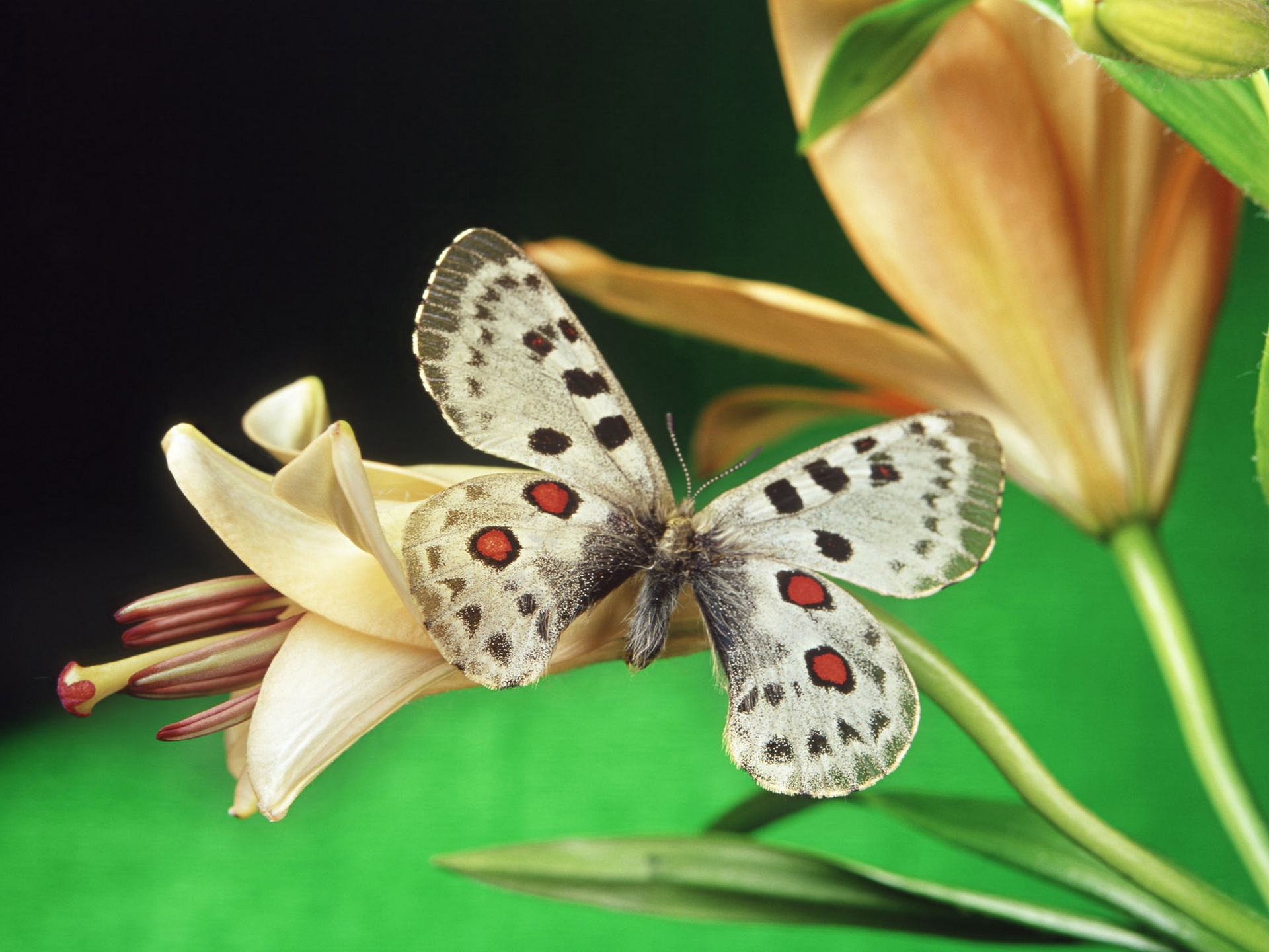 Butterfly High Quality Wallpapers