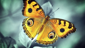 Butterfly Photos