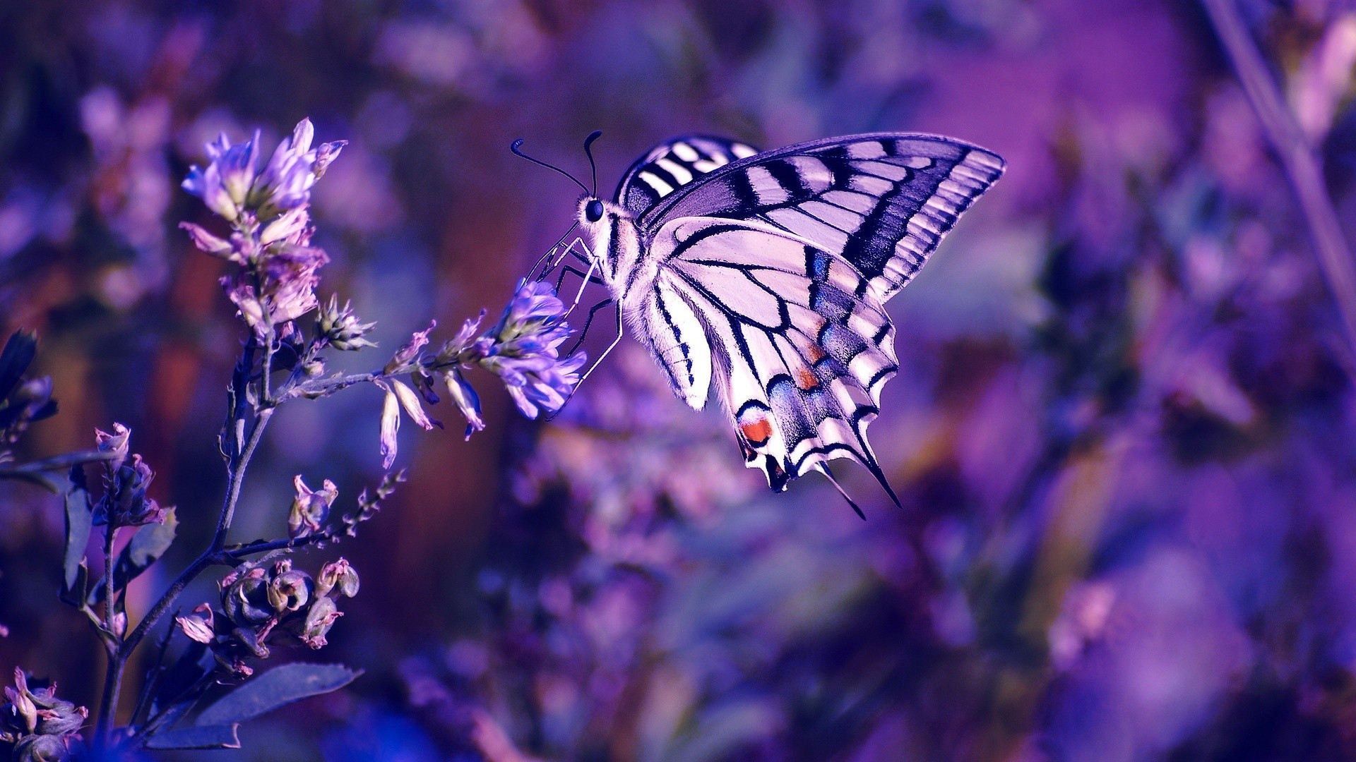 Butterfly Wallpapers HD