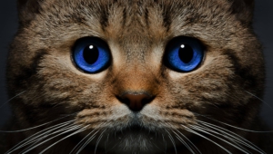 Cat High Definition Wallpapers