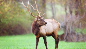 Elk Photos