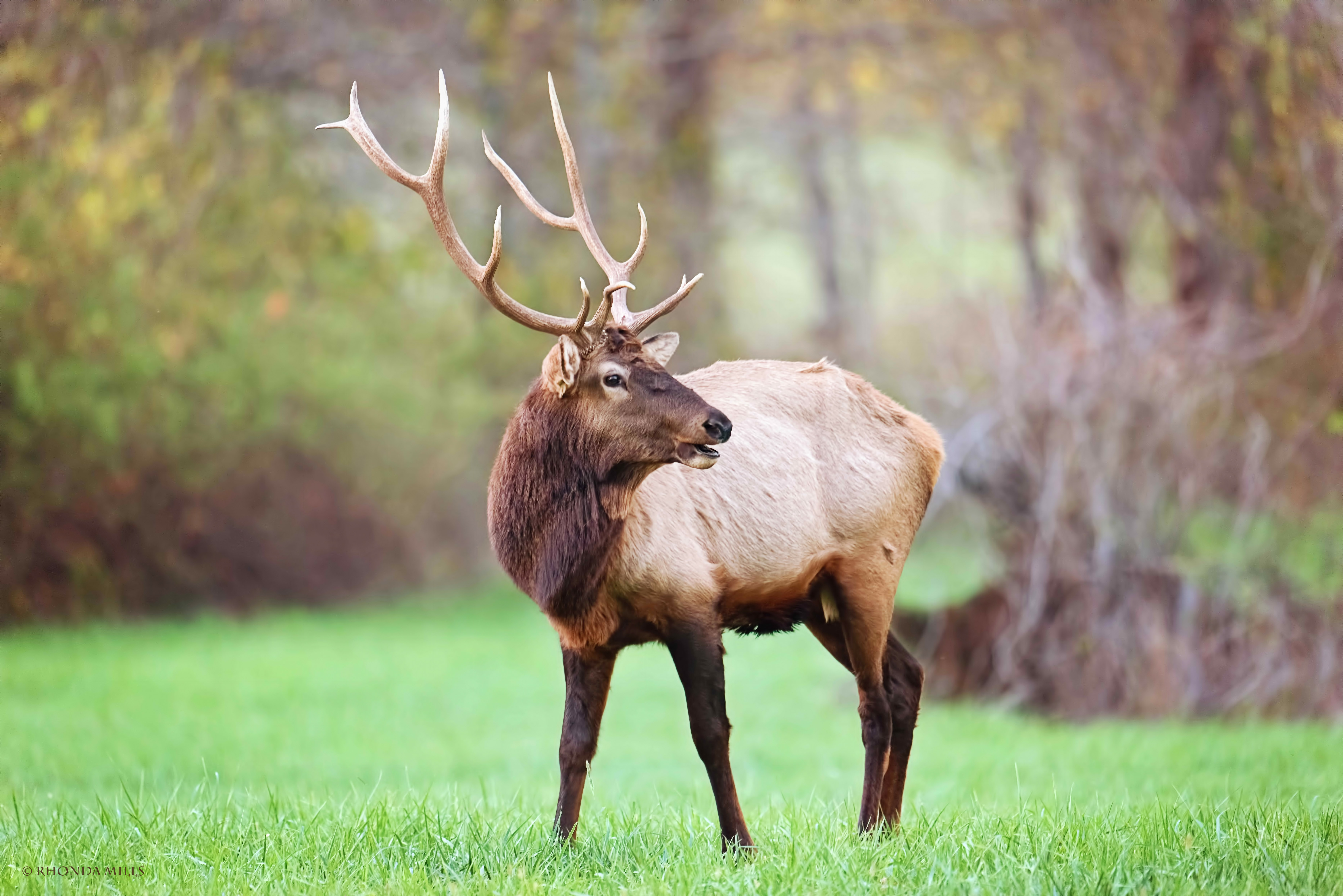 Are There Elk In New England