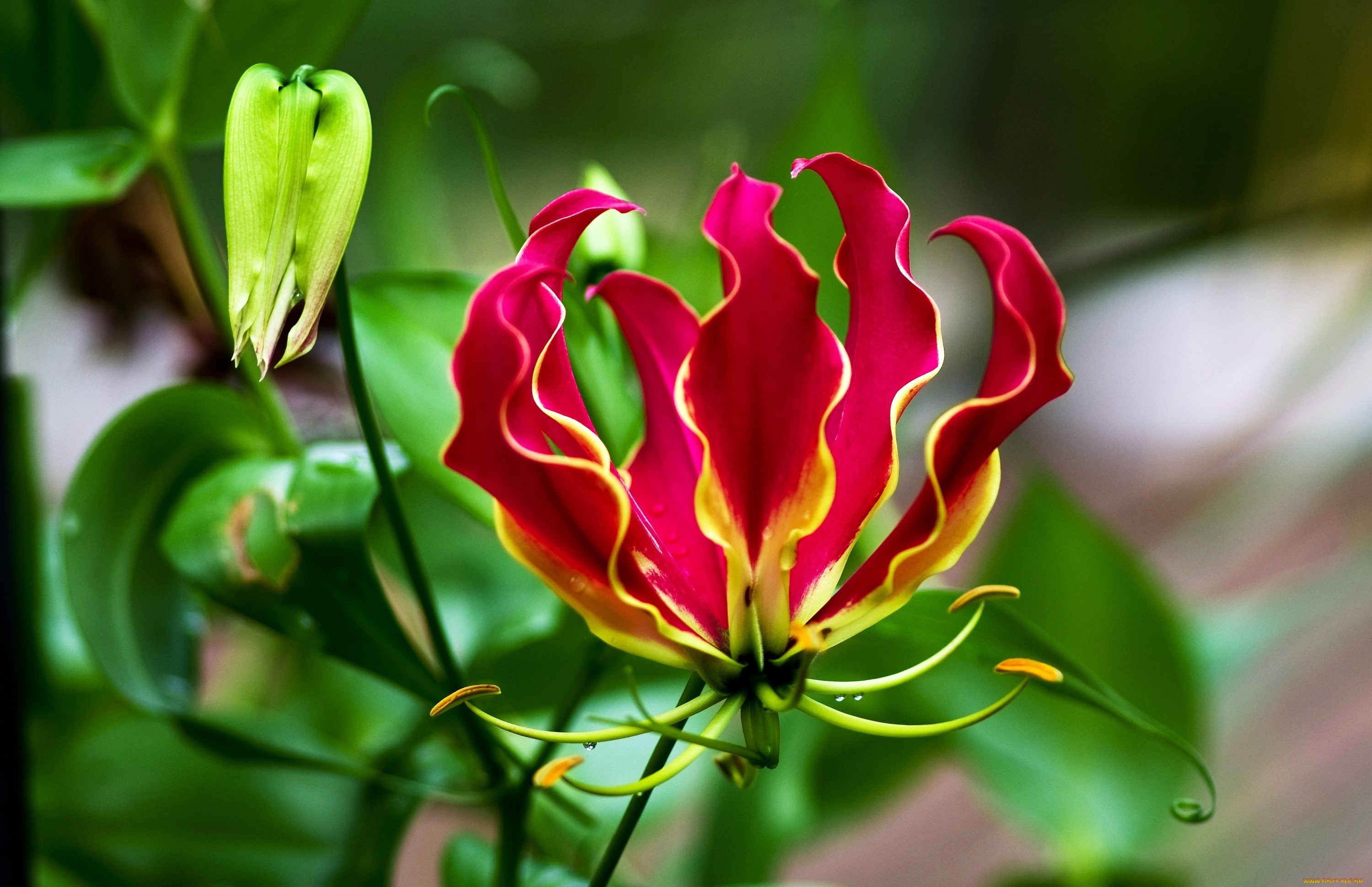 flame-lily-wallpapers-images-photos-pictures-backgrounds