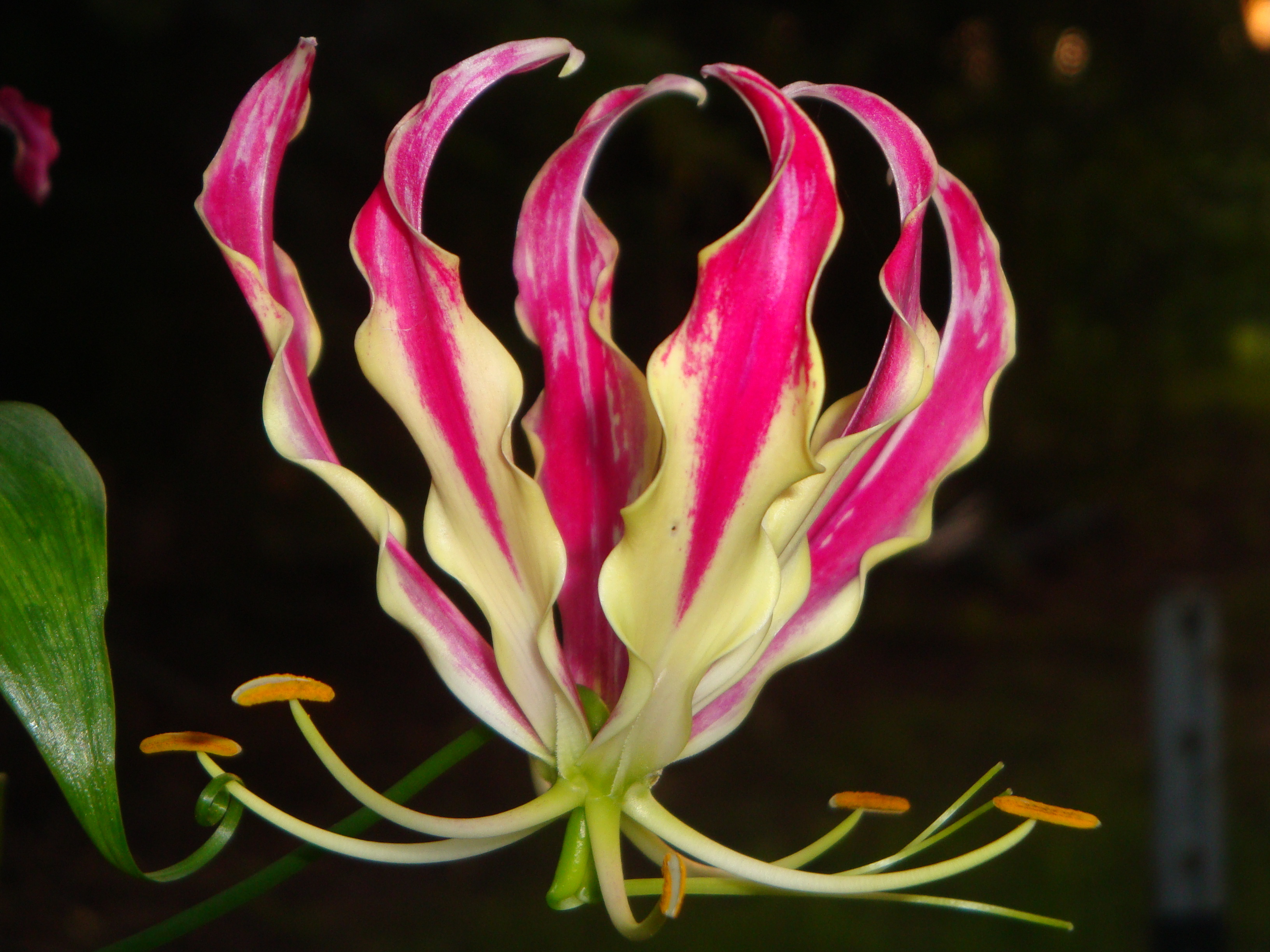 Flame Lily Photos