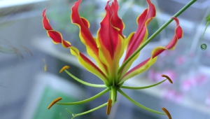 Flame Lily Widescreen