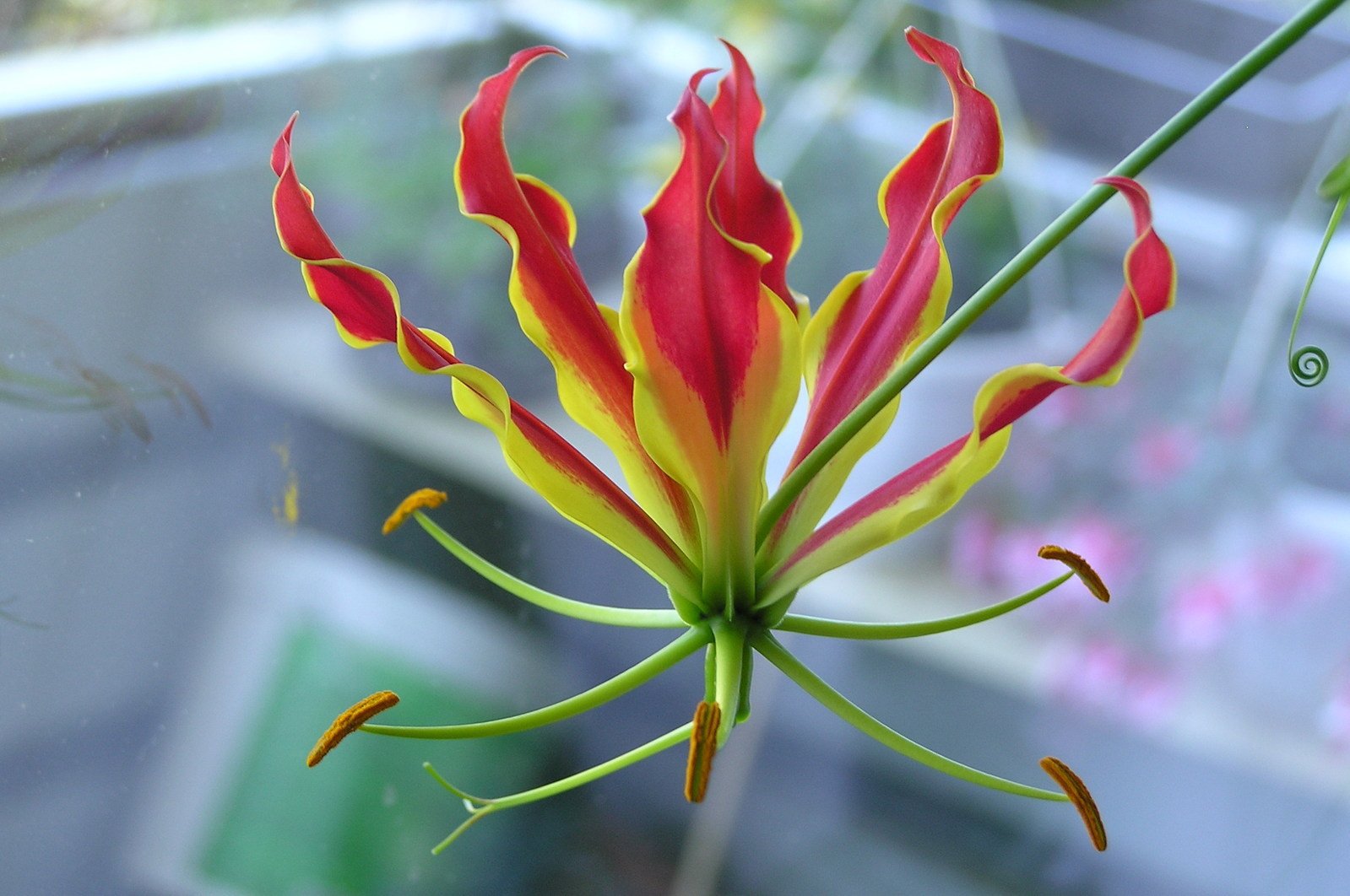 Flame Lily Widescreen