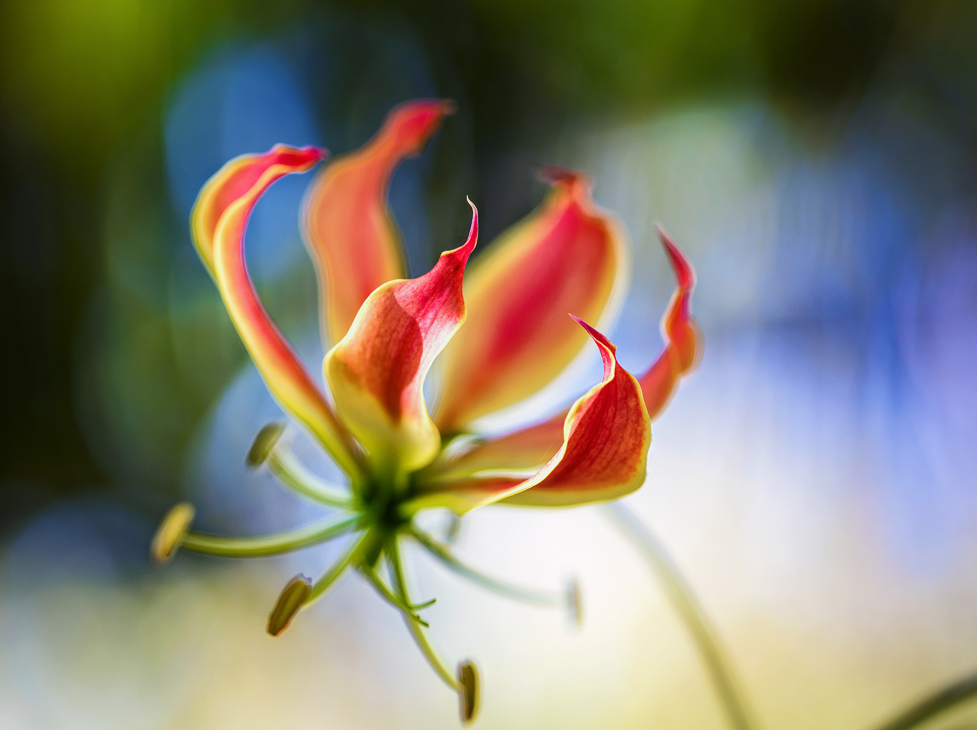 Flame Lily Full HD
