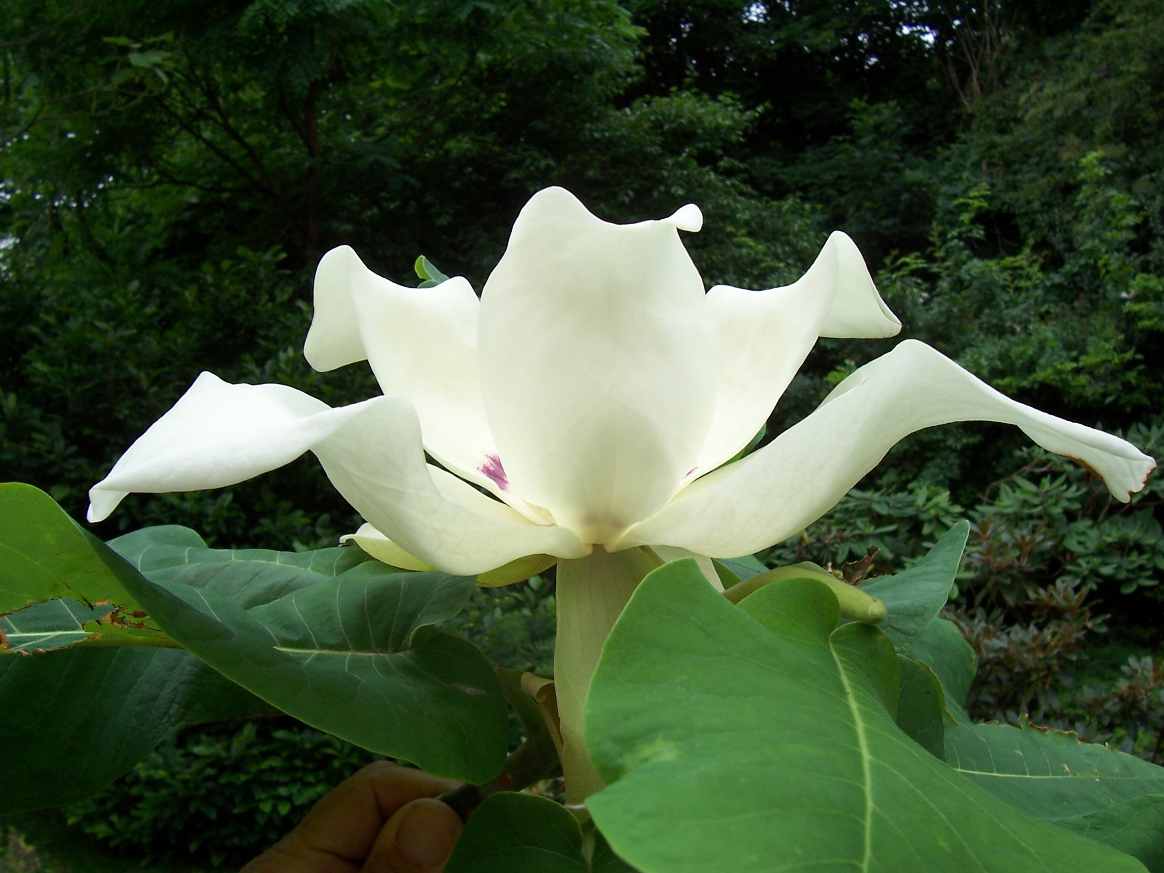 Magnolia Macrophylla Background