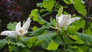 Magnolia Macrophylla HD Desktop