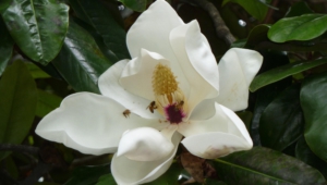 Magnolia Macrophylla HD Wallpaper