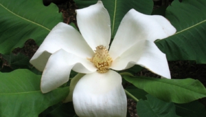 Magnolia Macrophylla High Definition Wallpapers