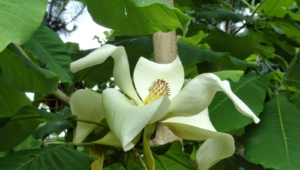 Magnolia Macrophylla High Quality Wallpapers