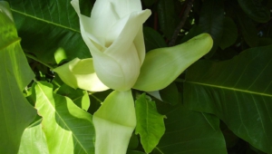 Magnolia Macrophylla Images