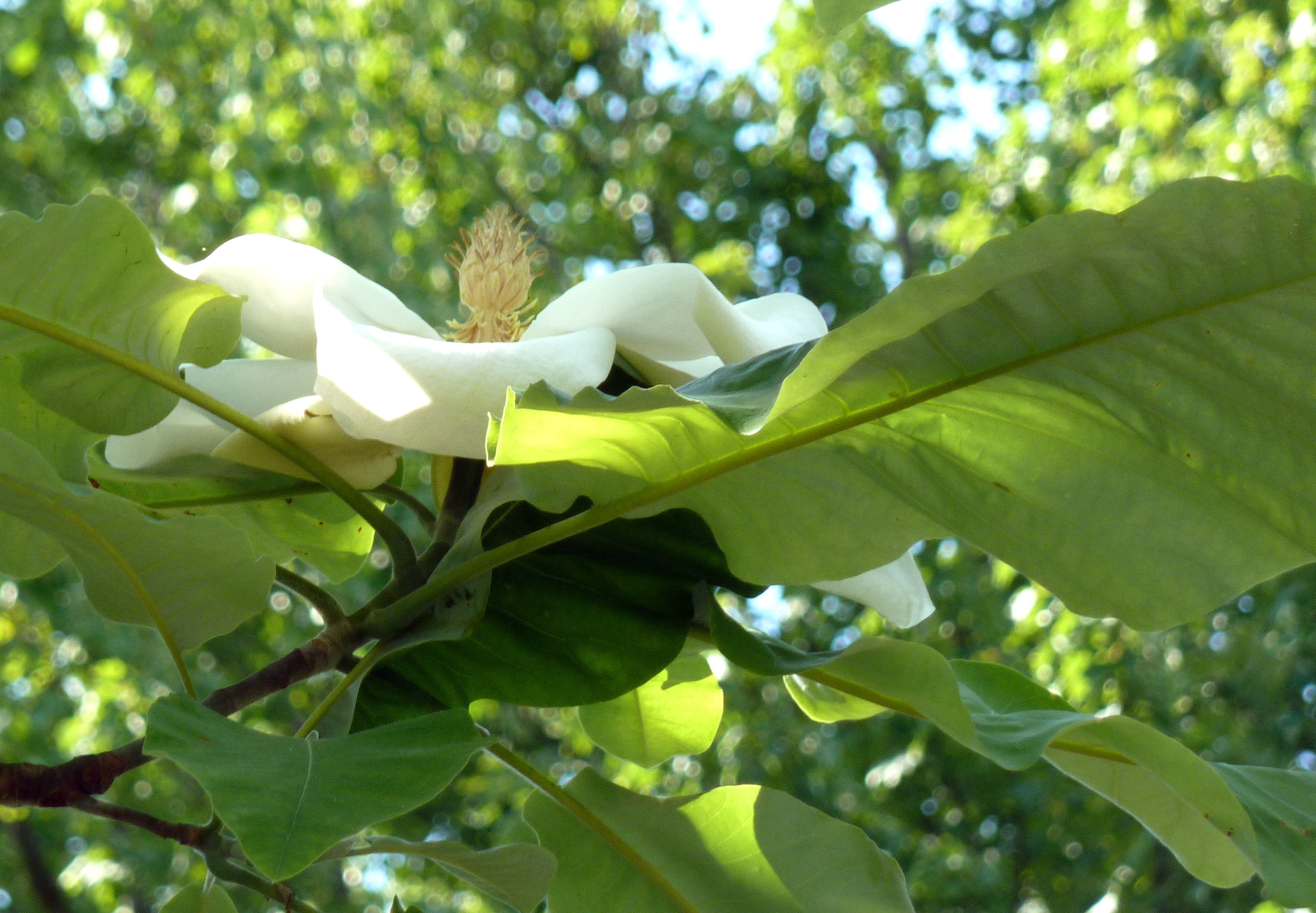 Magnolia Macrophylla Photos