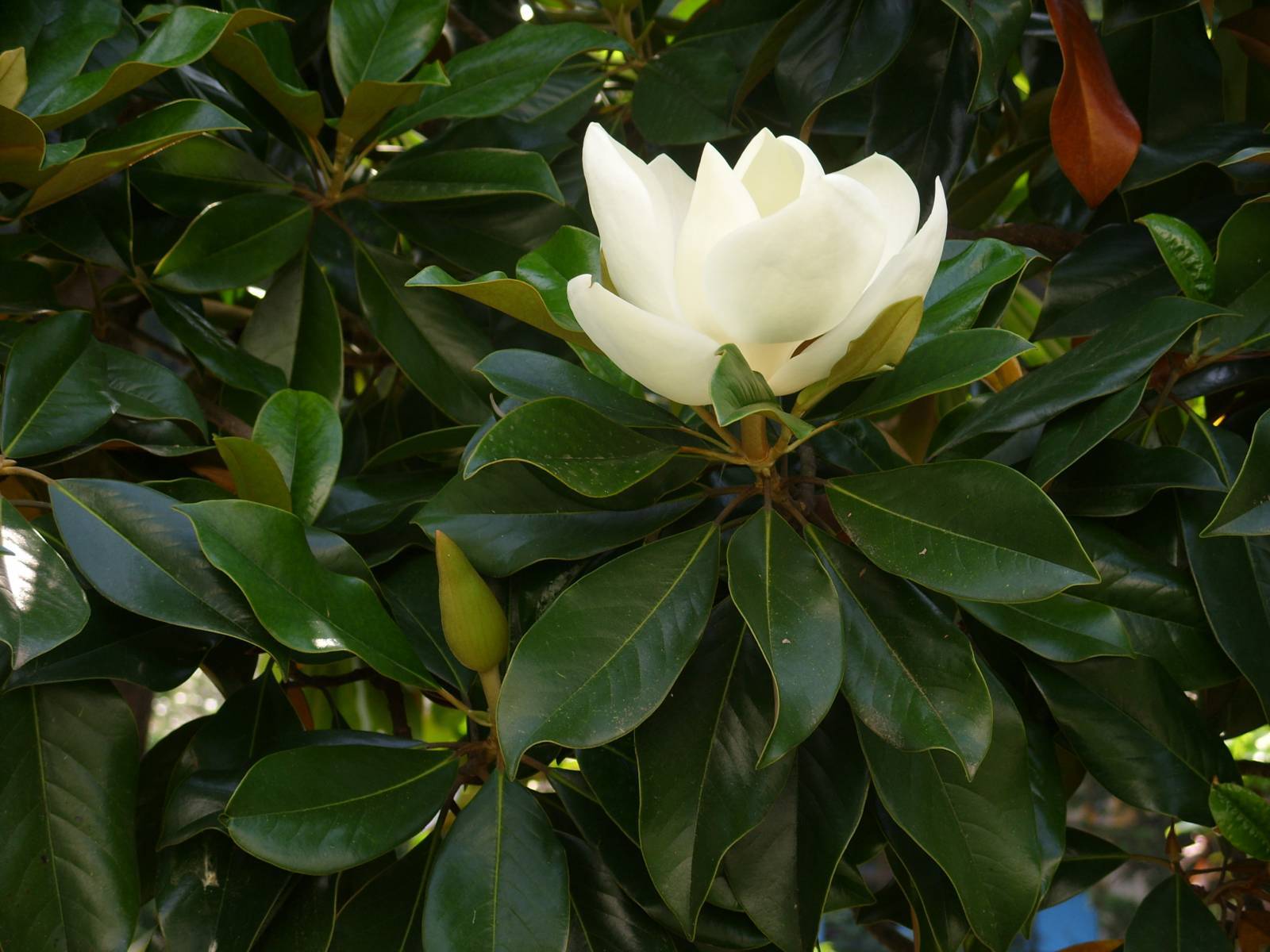 Magnolia Macrophylla Wallpaper