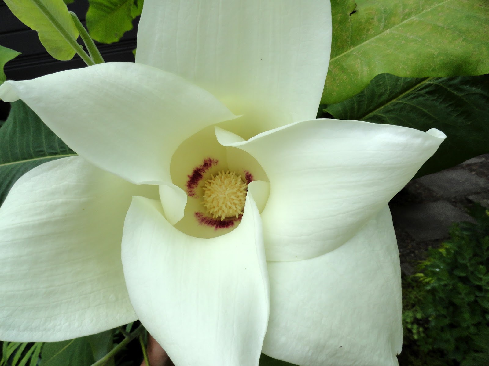 Magnolia Macrophylla Widescreen