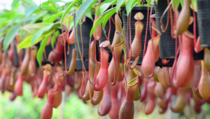 Nepenthes Tenax HD