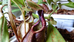 Nepenthes Tenax High Definition