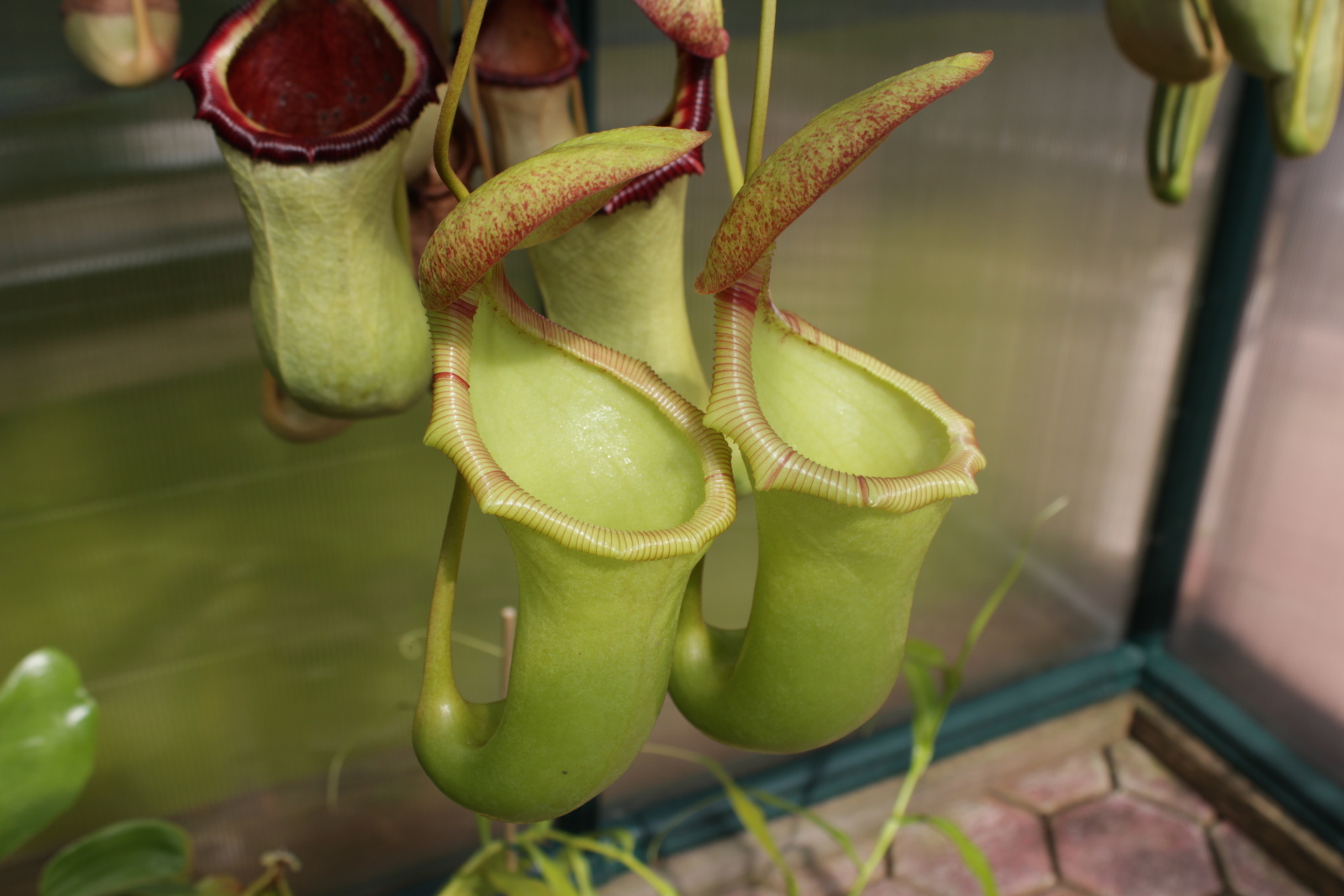 Nepenthes Tenax High Definition Wallpapers