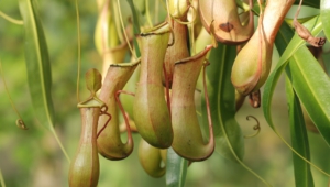 Nepenthes Tenax Images