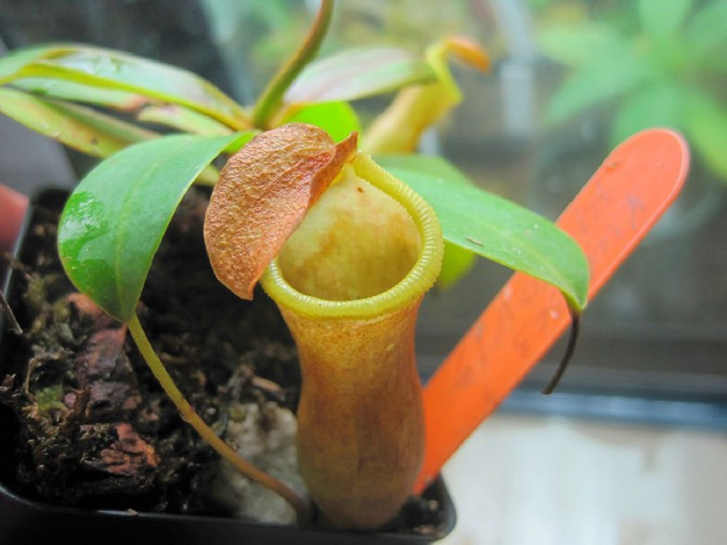Nepenthes Tenax Pictures