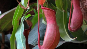 Nepenthes Tenax Full HD