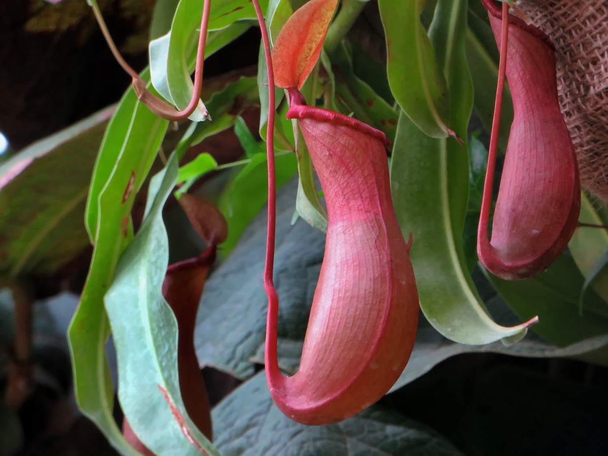 Nepenthes Tenax Full HD
