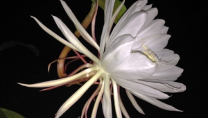 Night Blooming Cereus 4K