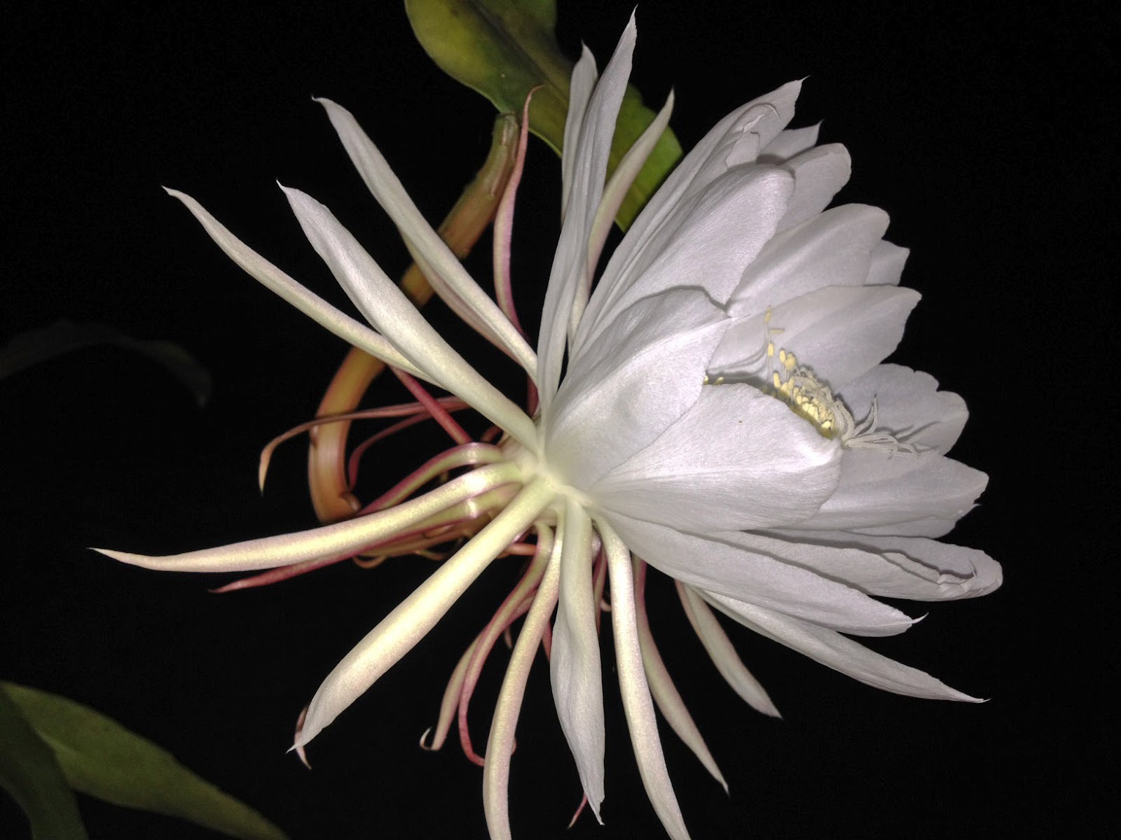 Night Blooming Cereus 4K