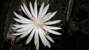Night Blooming Cereus HD Background