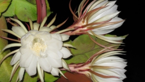 Night Blooming Cereus HD Desktop