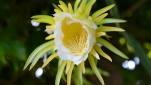 Night Blooming Cereus High Definition Wallpapers