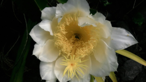 Night Blooming Cereus High Quality Wallpapers