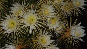 Night Blooming Cereus Wallpaper