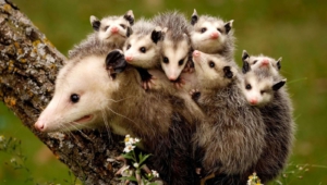 Opossum Iphone Wallpapers