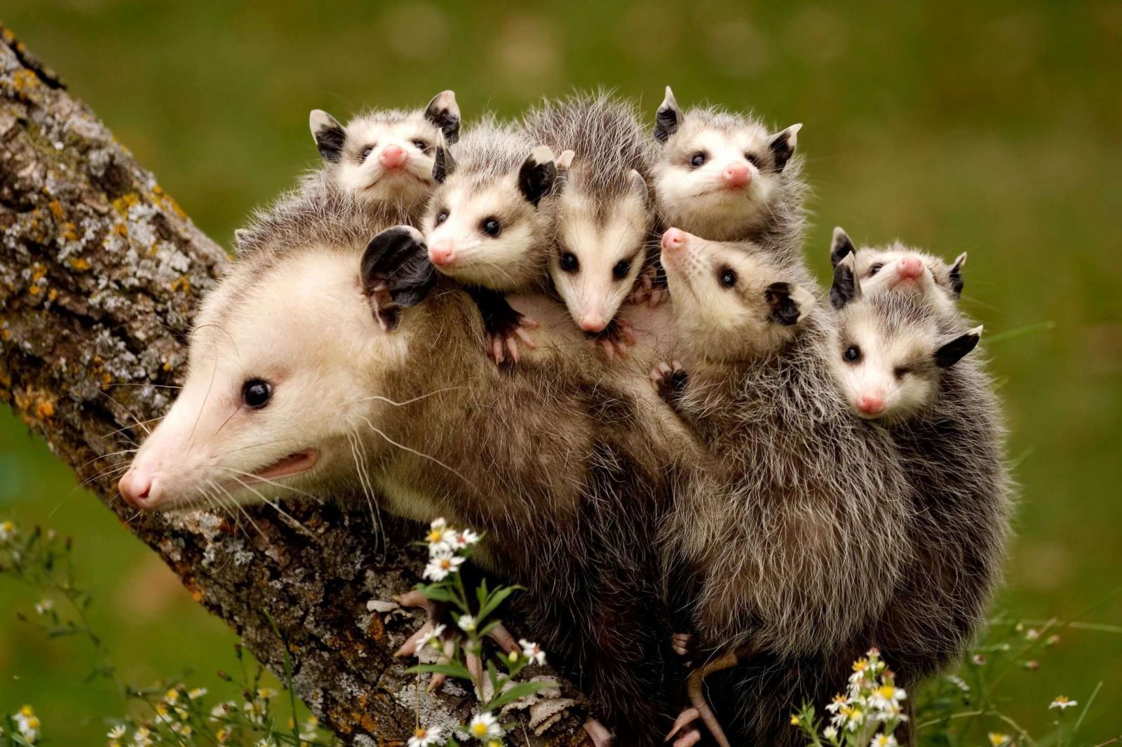 Opossum Iphone Wallpapers