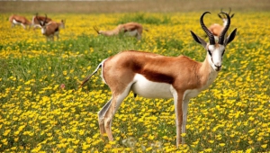 Pictures Of Antelope