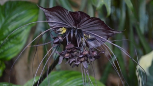 Pictures Of Black Bat Flower