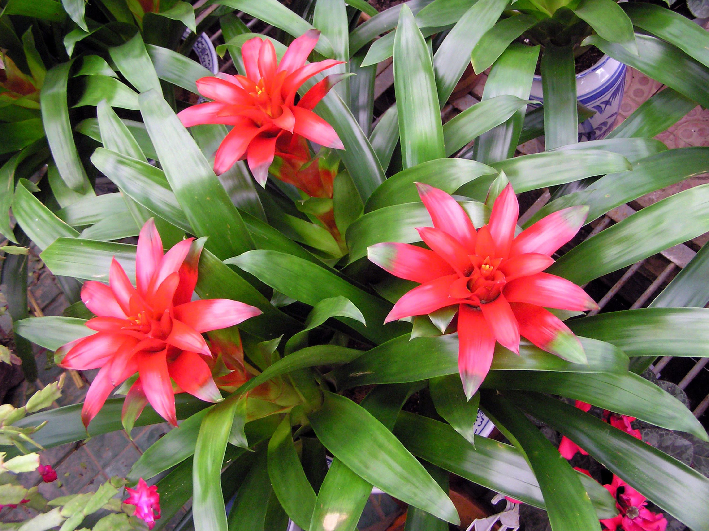 Bromelia Wallpapers Images Photos Pictures Backgrounds