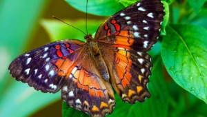 Pictures Of Butterfly