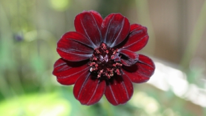 Pictures Of Chocolate Cosmos
