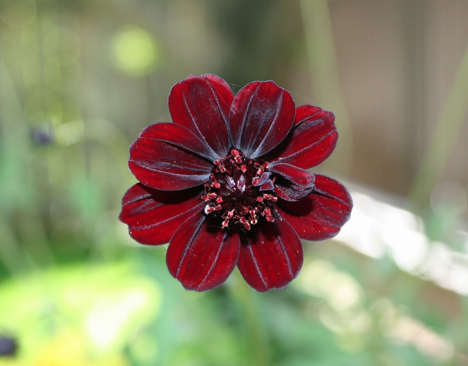 Pictures Of Chocolate Cosmos