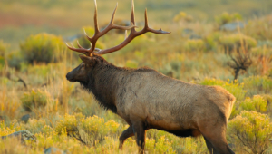 Pictures Of Elk